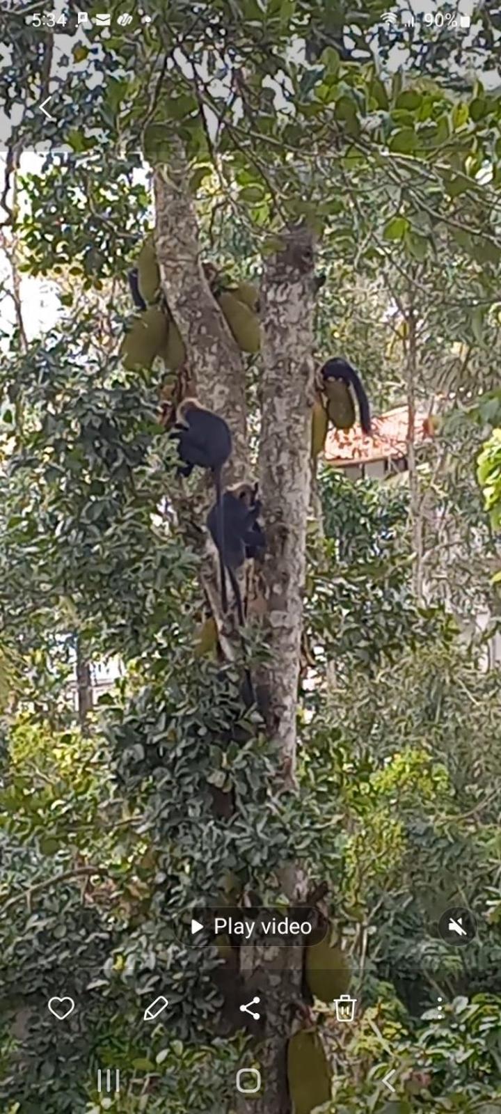 Wild Window - Forest View Homestay Thekkady Buitenkant foto