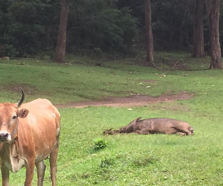 Wild Window - Forest View Homestay Thekkady Buitenkant foto