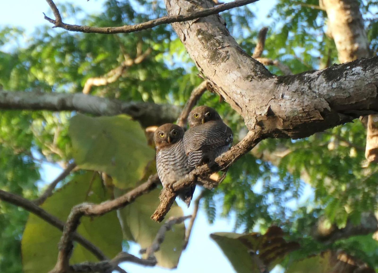 Wild Window - Forest View Homestay Thekkady Buitenkant foto