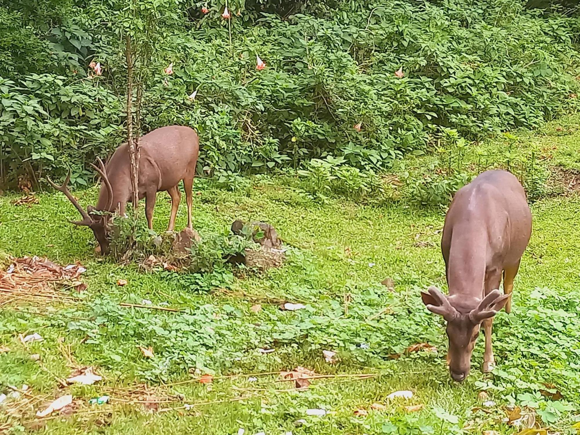 Wild Window - Forest View Homestay Thekkady Buitenkant foto