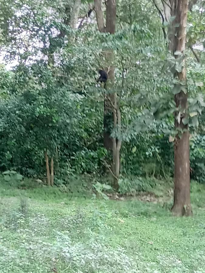 Wild Window - Forest View Homestay Thekkady Buitenkant foto
